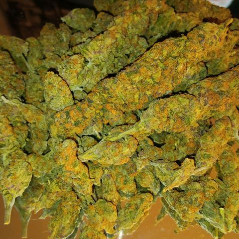 Nasha Genetics Pineapple Gas x Blue Zushi + Grape Gas x Cherry Marker growlog timeline photo