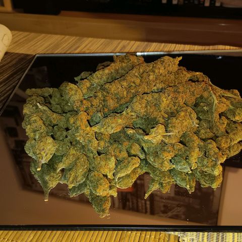 Nasha Genetics Pineapple Gas x Blue Zushi + Grape Gas x Cherry Marker growlog timeline photo