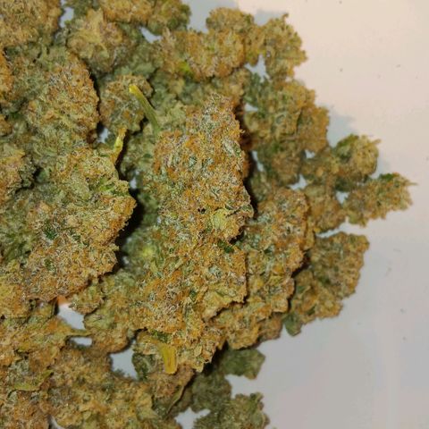 Bud Voyage Fat Bastard Fem growlog timeline photo