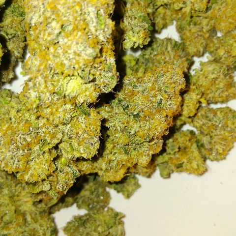 Bud Voyage Fat Bastard Fem growlog timeline photo