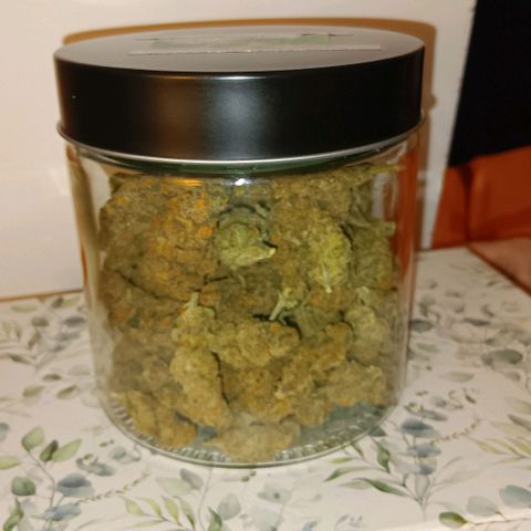 Nasha Genetics Pineapple Gas x Blue Zushi + Grape Gas x Cherry Marker growlog timeline photo