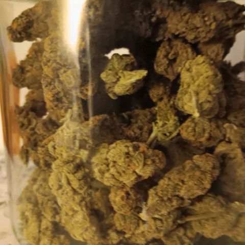 Nasha Genetics Pineapple Gas x Blue Zushi + Grape Gas x Cherry Marker growlog timeline photo