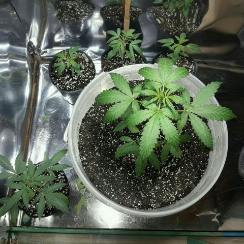 Girl CBD Fem growlog photo: Dia de repelente