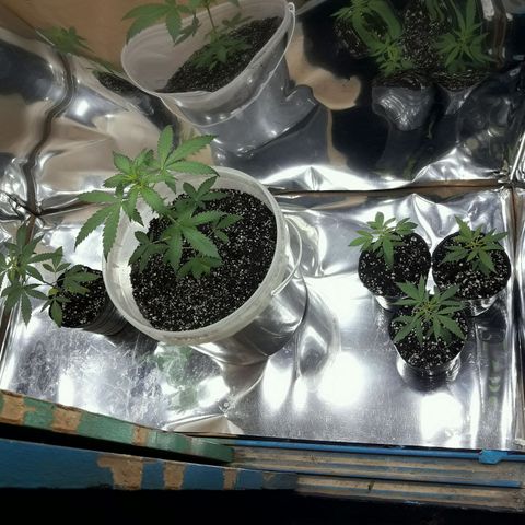 Girl CBD Fem growlog timeline photo