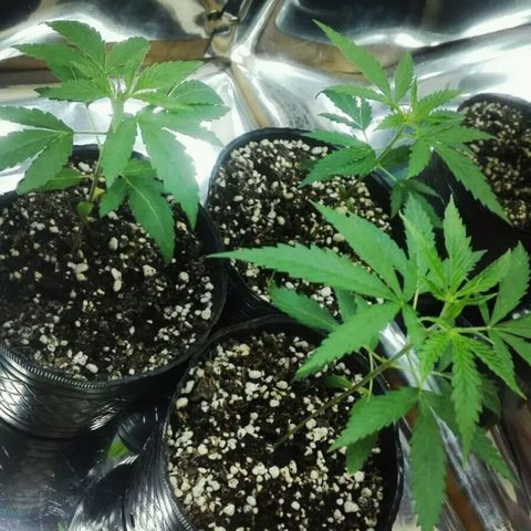 Girl CBD Fem growlog photo: 1 mes