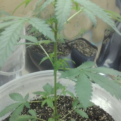Girl CBD Fem growlog photo: 1 mes