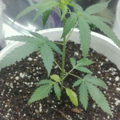 Girl CBD Fem growlog photo: 1 mes