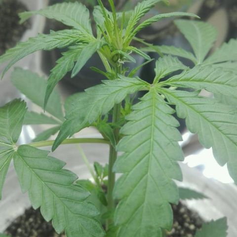 Girl CBD Fem growlog photo: 1 mes