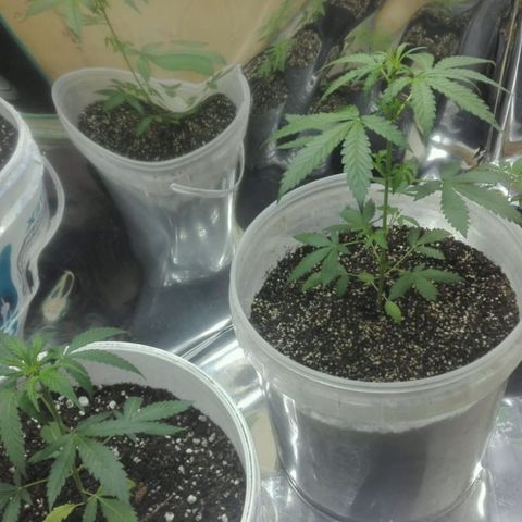 Girl CBD Fem growlog photo: 1 mes