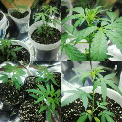 Girl CBD Fem growlog photo: 1 mes
