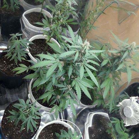 Girl CBD Fem growlog timeline photo