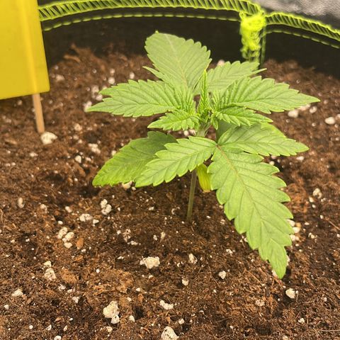 Kalini Asia growlog timeline photo