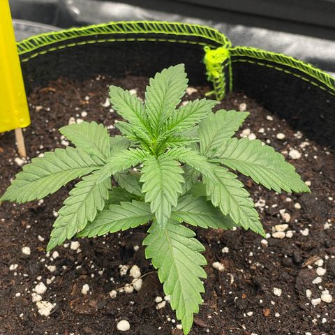 Kalini Asia growlog timeline photo