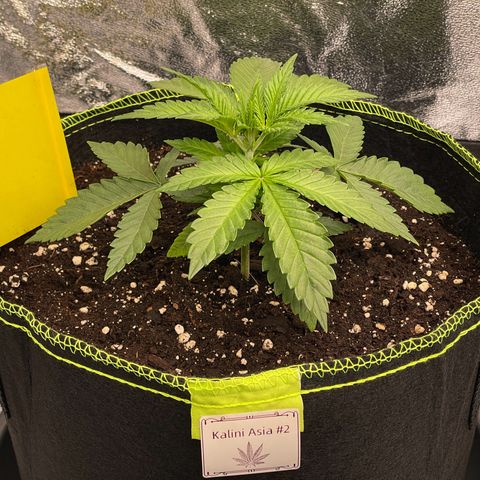 Kalini Asia growlog timeline photo