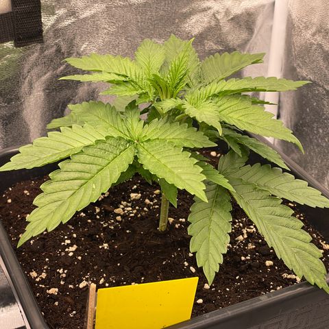 Kalini Asia growlog timeline photo
