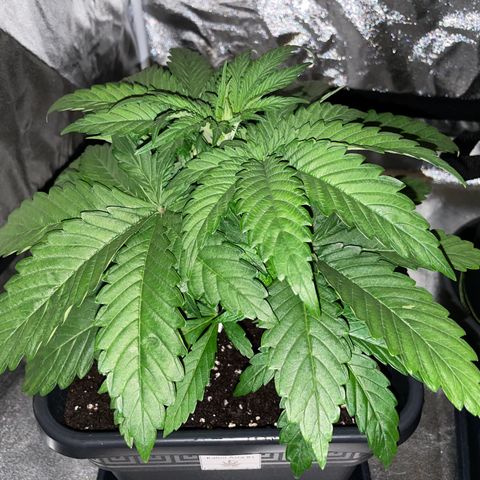 Kalini Asia growlog timeline photo