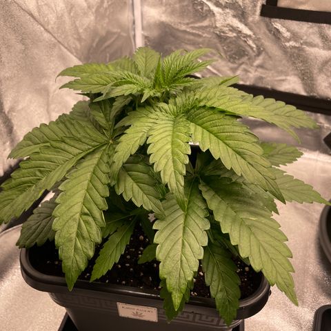 Kalini Asia growlog timeline photo
