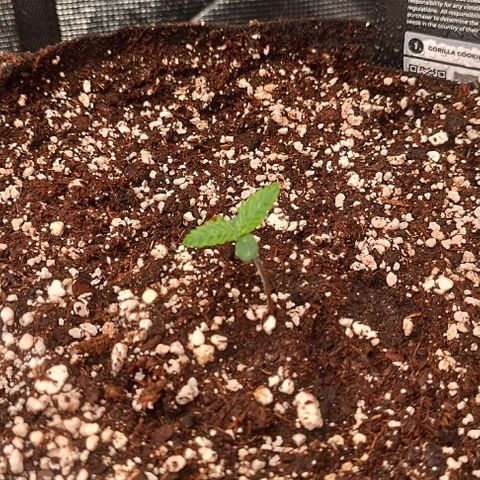 Gorilla Cookies Auto growlog timeline photo