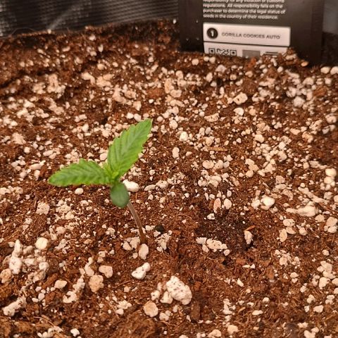 Gorilla Cookies Auto growlog timeline photo