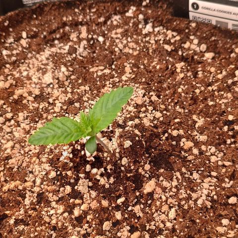 Gorilla Cookies Auto growlog timeline photo