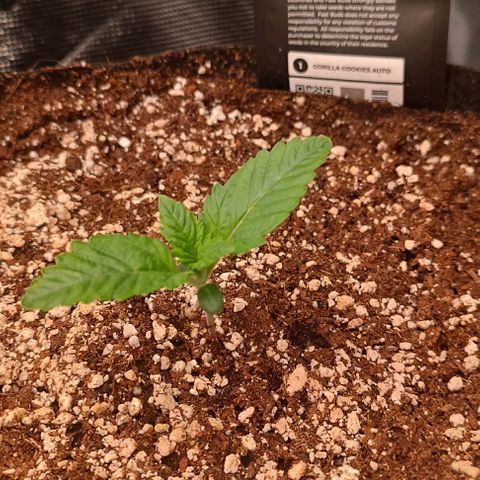 Gorilla Cookies Auto growlog timeline photo