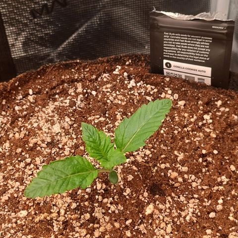 Gorilla Cookies Auto growlog timeline photo