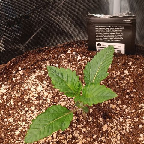 Gorilla Cookies Auto growlog timeline photo