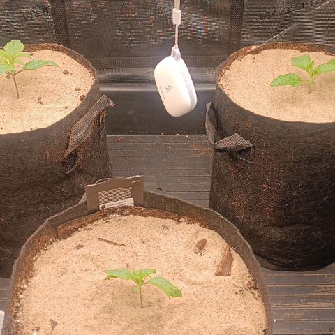 Gorilla Cookies Auto growlog timeline photo