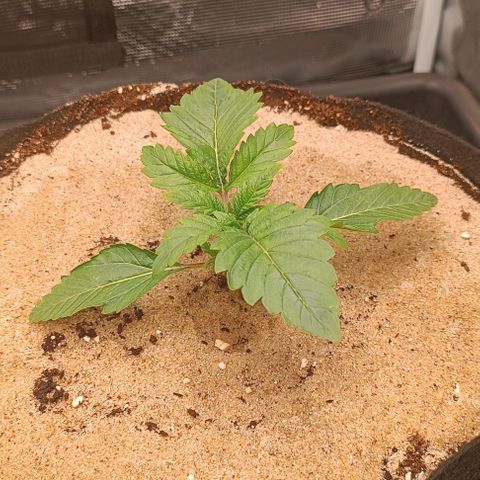Gorilla Cookies Auto growlog timeline photo