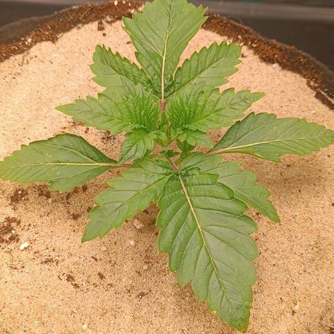 Gorilla Cookies Auto growlog timeline photo