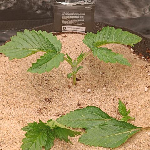 Gorilla Cookies Auto growlog timeline photo