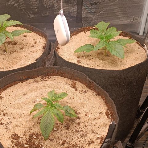 Gorilla Cookies Auto growlog timeline photo
