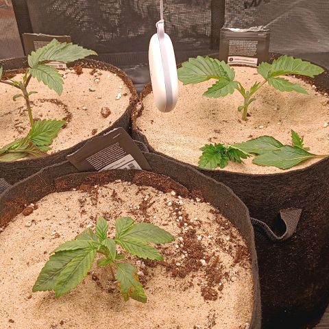 Gorilla Cookies Auto growlog timeline photo