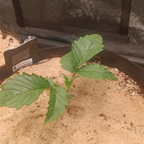 Gorilla Cookies Auto growlog timeline photo