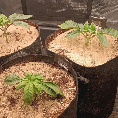 Gorilla Cookies Auto growlog photo: Heute eine Luftbefeuchter eingebaut um die RLF konstant auf 70% zu halten