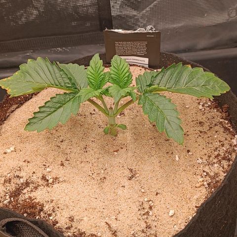 Gorilla Cookies Auto growlog photo: Das Topping hat sie gut verkraftet und steckt jetzt ihre Energie in die neuen Triebe.