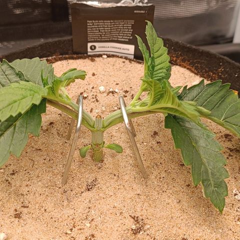 Gorilla Cookies Auto growlog timeline photo