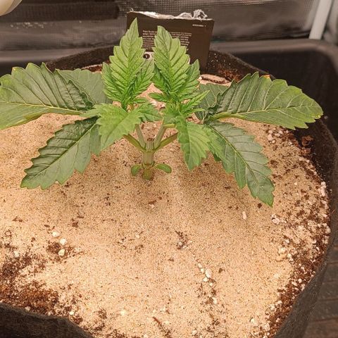 Gorilla Cookies Auto growlog timeline photo