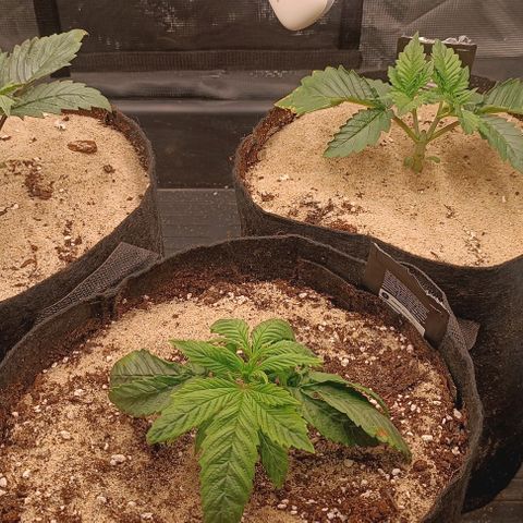Gorilla Cookies Auto growlog timeline photo