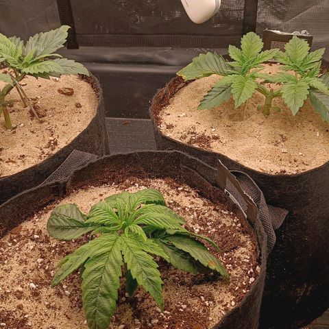 Gorilla Cookies Auto growlog timeline photo