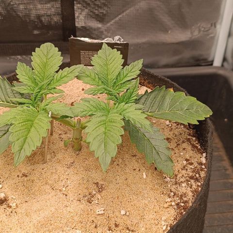 Gorilla Cookies Auto growlog timeline photo