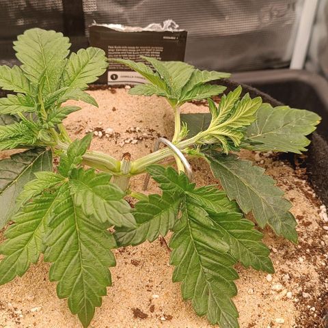 Gorilla Cookies Auto growlog timeline photo