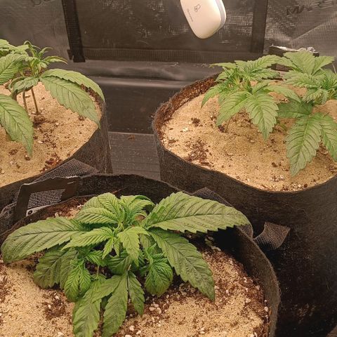 Gorilla Cookies Auto growlog timeline photo