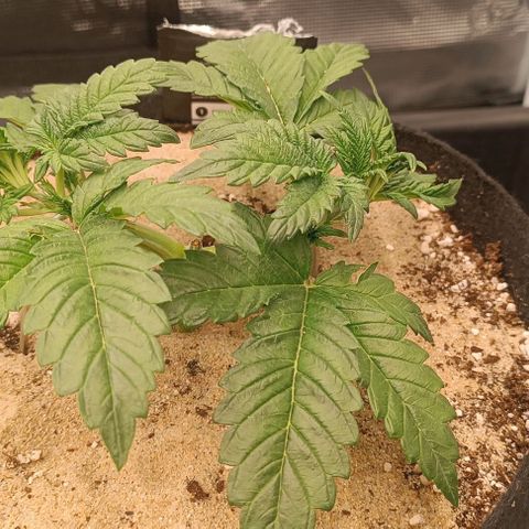 Gorilla Cookies Auto growlog timeline photo