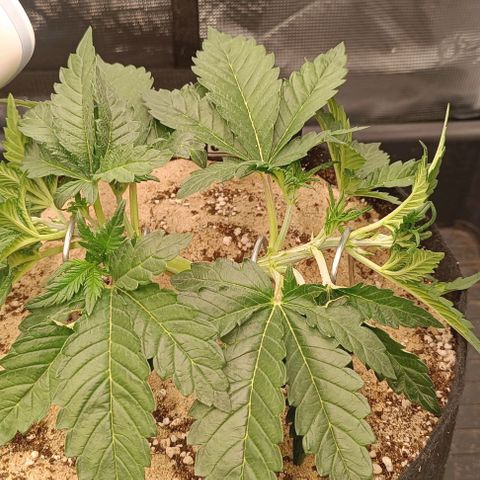 Gorilla Cookies Auto growlog timeline photo
