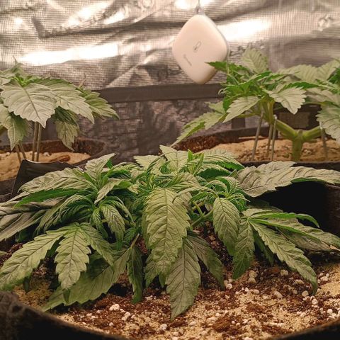 Gorilla Cookies Auto growlog timeline photo
