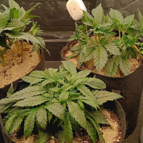 Gorilla Cookies Auto growlog timeline photo