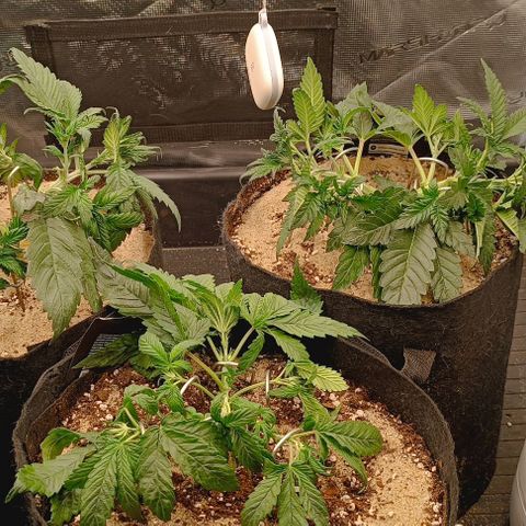 Gorilla Cookies Auto growlog timeline photo