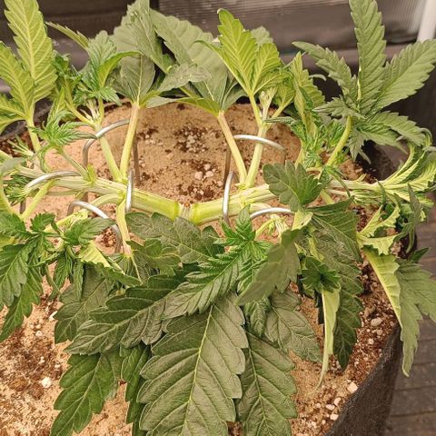 Gorilla Cookies Auto growlog timeline photo