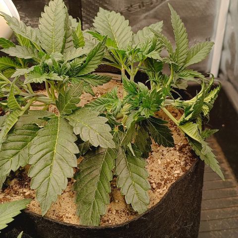 Gorilla Cookies Auto growlog timeline photo